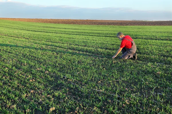 Landbouw, landbouwer onderzoeken tarweveld — Stockfoto