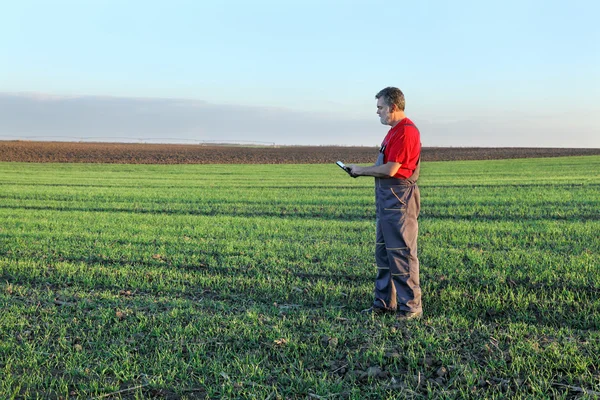 Agricultura, agricultor examinar campo de trigo utilizando tableta — Foto de Stock