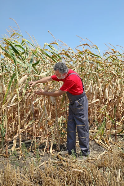 Scène agricole, agriculteur ou agronome inspecter le maïs endommagé fi — Photo