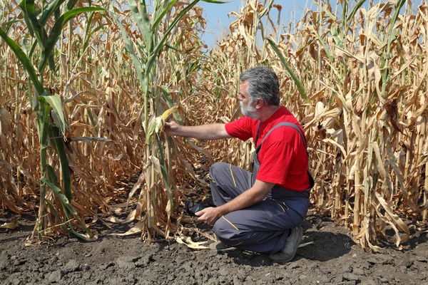 농업 현장, 농부 또는 농업 경제 학자 검사 옥수수 밭 — 스톡 사진