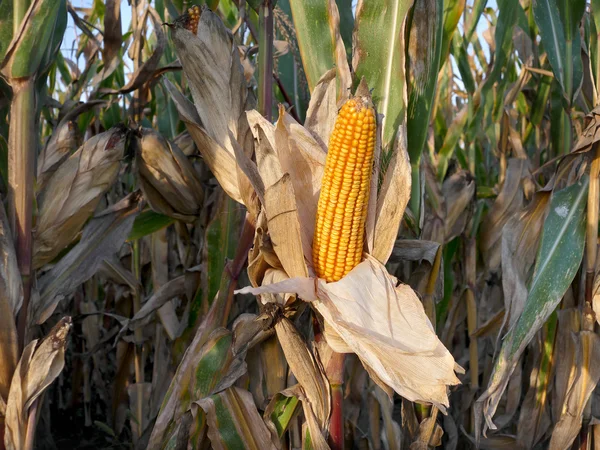 Corn plant ready for harvest — Stock Photo, Image