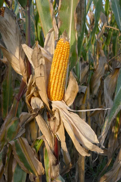 Corn plant ready for harvest — Stock Photo, Image