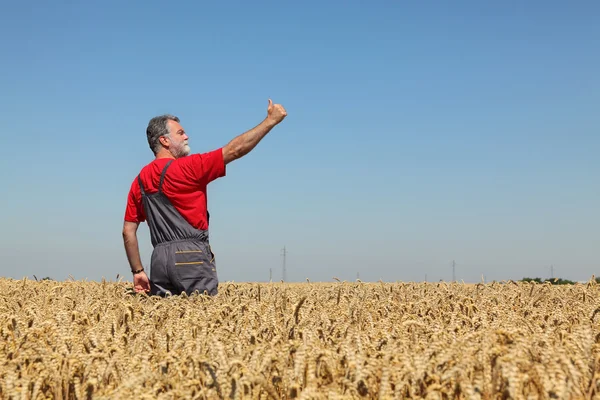 Agricultura, agricultor haciendo gestos en el campo de trigo con el pulgar hacia arriba —  Fotos de Stock