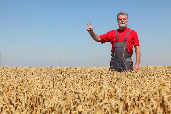 Сельское хозяйство, жест фермера на пшеничном поле с указателем V — стоковое фото