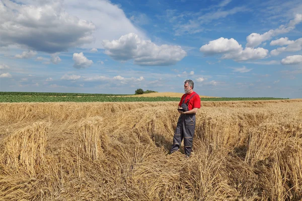 Agricultor o agrónomo inspeccionar campo de trigo dañado —  Fotos de Stock