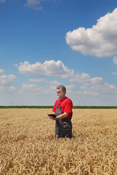 Agricultor o agrónomo inspeccionar campo de trigo — Foto de Stock