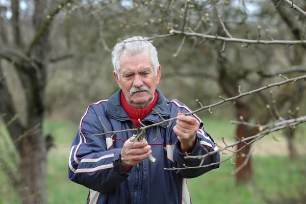 Jordbruk, beskärning i orchard, äldre man som arbetar — Stockfoto