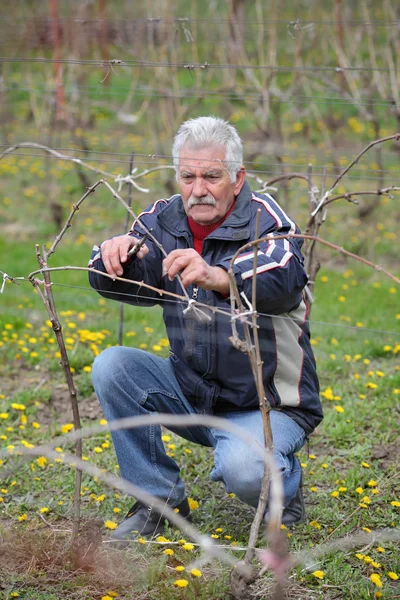 Agricultura, poda em vinha, homem idoso a trabalhar — Fotografia de Stock