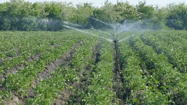 Agriculture, watering of potato field — Stock Video