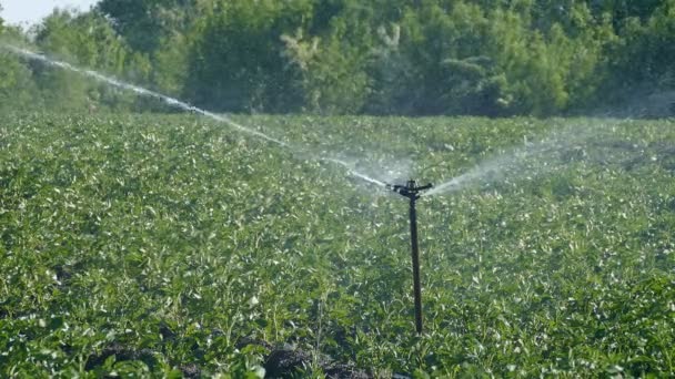 Landbouw, drenken van aardappel veld — Stockvideo