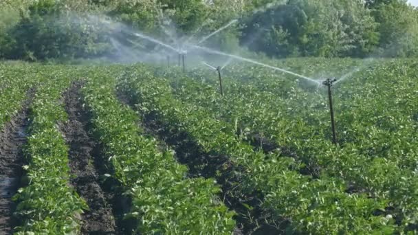 Agriculture, watering of potato field — Stock Video