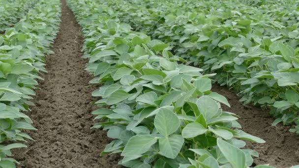 Planta de soja en el campo — Vídeos de Stock