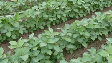 Görüntüleri kaydırma tarım, soya alan,