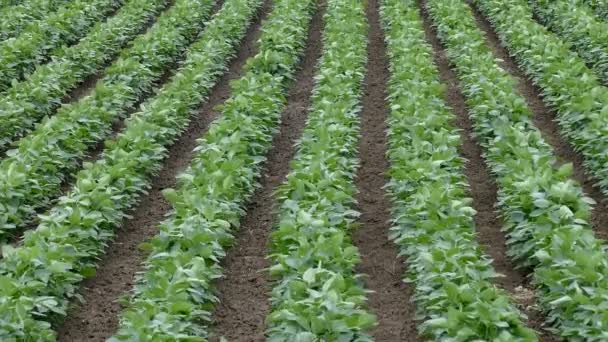 Agriculture, champ de soja panoramique vertical — Video