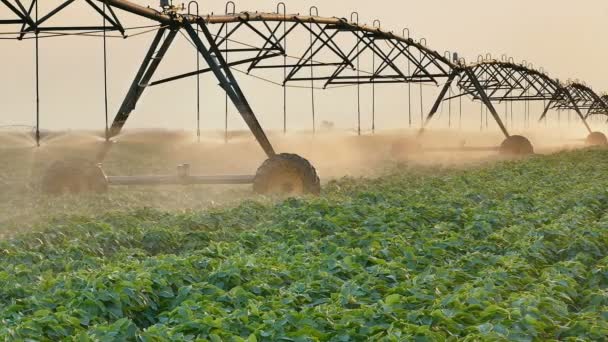 Agriculture, arrosage des champs de soja, panorama — Video