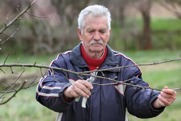 Agriculture, pruning in orchard, senior man working — Stock Photo, Image