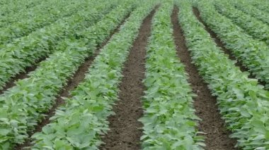 Yeşil soya fasulyesi alan ekili, ayak zoom