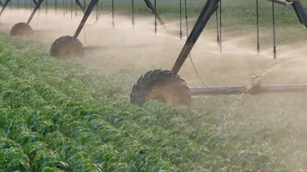 Сельское хозяйство, соевое поле, полив панорамные кадры — стоковое видео