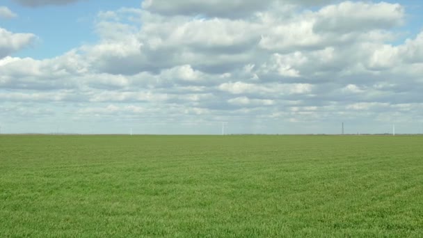 Campo de trigo imágenes panorámicas — Vídeo de stock