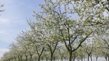 Tarım, kiraz çiçek meyve bahçesi, vınlamak dışarı
