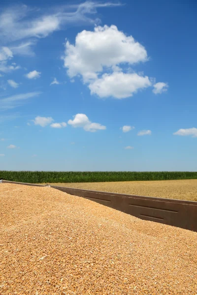 Agricoltura, coltura del frumento al rimorchio dopo il raccolto — Foto Stock