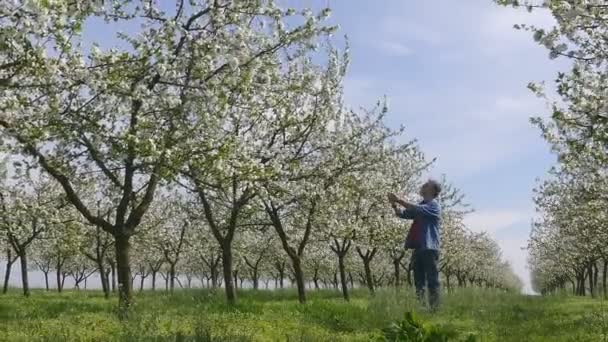 Farmer in looming cherry orchard — Stock Video