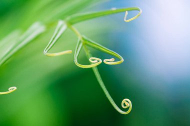Sadece çiçek açan bir eğrelti otu yaprağı, tonlama