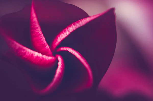 Frangipani çiçeklerinin açılış tomurcuğu, üst görünüm, makro fotoğraf