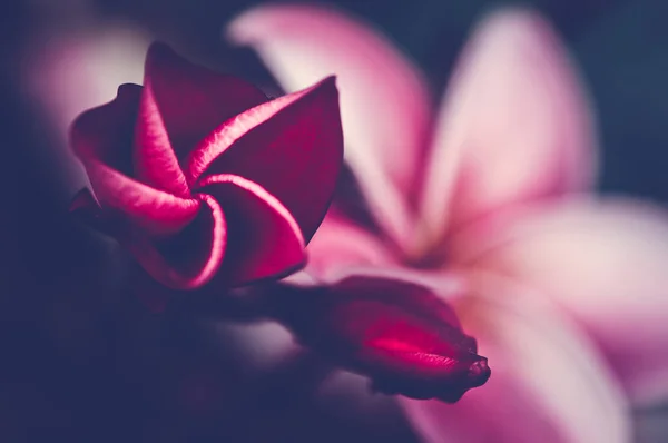 Frangipani çiçeklerinin açılış tomurcuğu, üst görünüm, makro fotoğraf