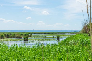  Sazlıklarla gölün manzarası. Güzel resimsi doğa.