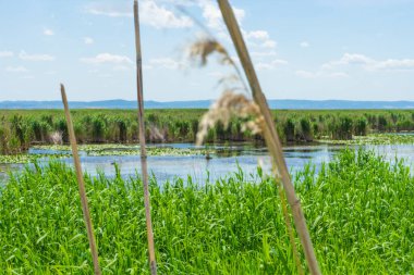  Sazlıklarla gölün manzarası. Güzel resimsi doğa.