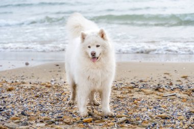  Sahilde beyaz samoed köpek