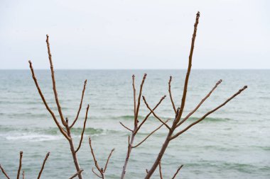 tree branches without leaves on the background of the sea and sky