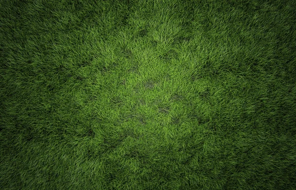 Green grass texture — Stock Photo, Image