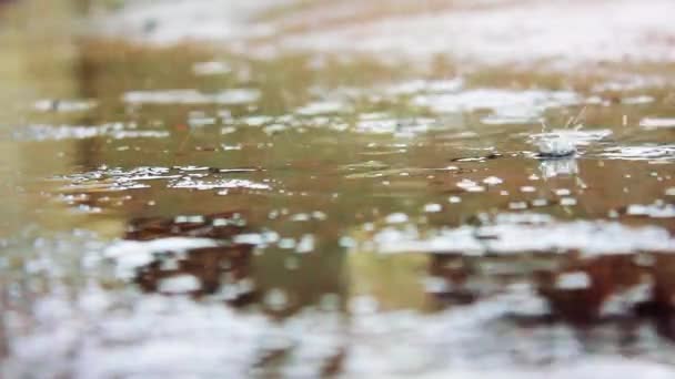 Rain puddle background — Stock Video