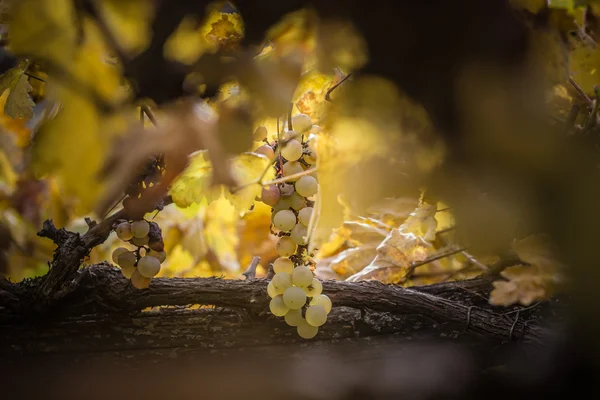 Bouquet de raisins sur une vigne — Photo