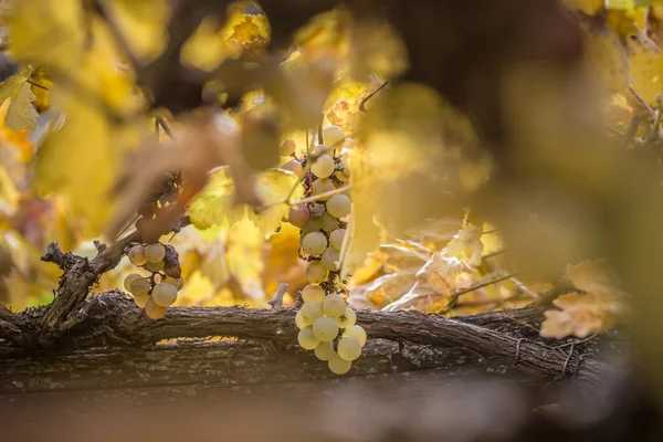 Bouquet de raisins sur une vigne — Photo