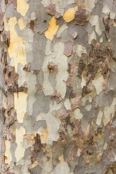 Bark trädstam — Stockfoto