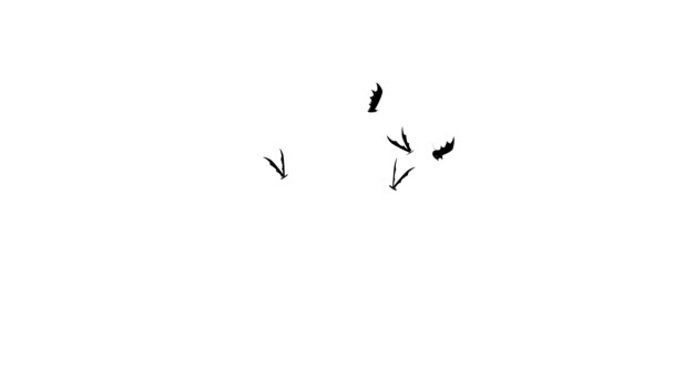 Létající netopýři — Stock video
