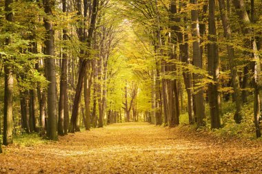 the fall in lime aley