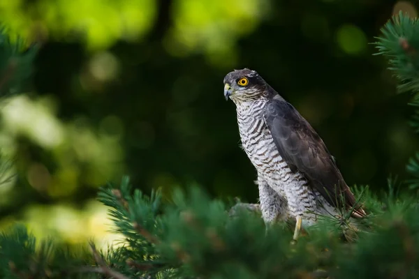 The sparrow hawk — Stockfoto