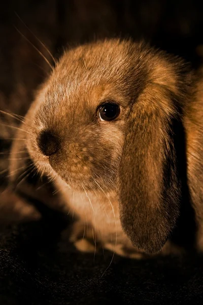 Small rabbit — Stock Photo, Image