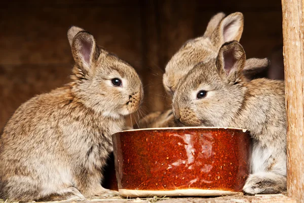 Små kaniner — Stockfoto