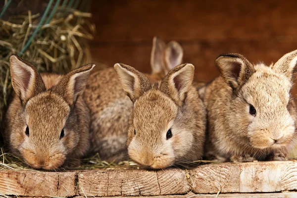 Coelhos pequenos — Fotografia de Stock