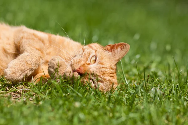 The ginger cat — Stock Photo, Image