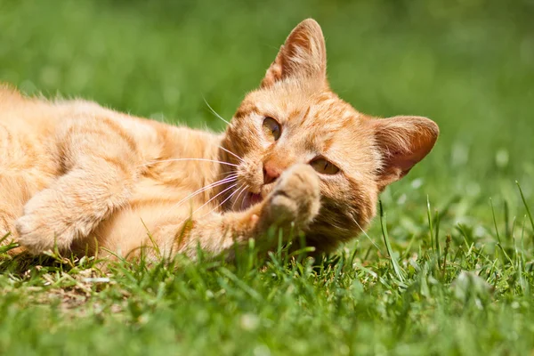 El gato jengibre — Foto de Stock
