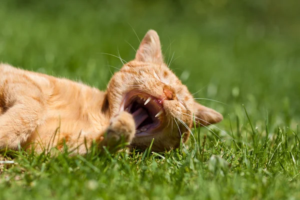 El gato jengibre — Foto de Stock