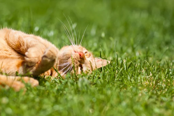 El gato jengibre — Foto de Stock