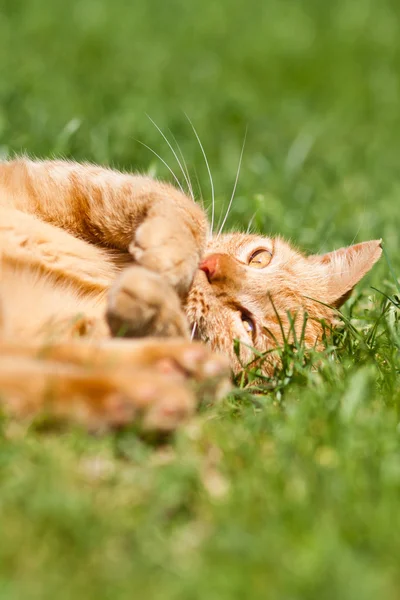 The ginger cat — Stock Photo, Image