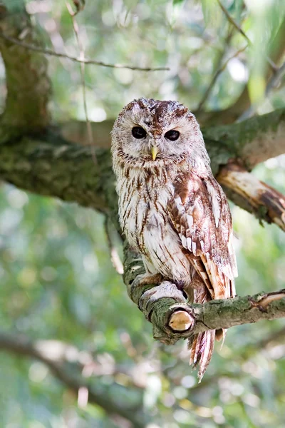 Tawny owl Royalty Free Stock Images
